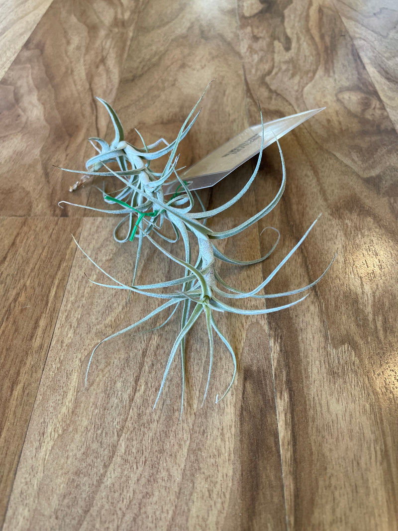 Tillandsia Incarnata  - Loose Plant