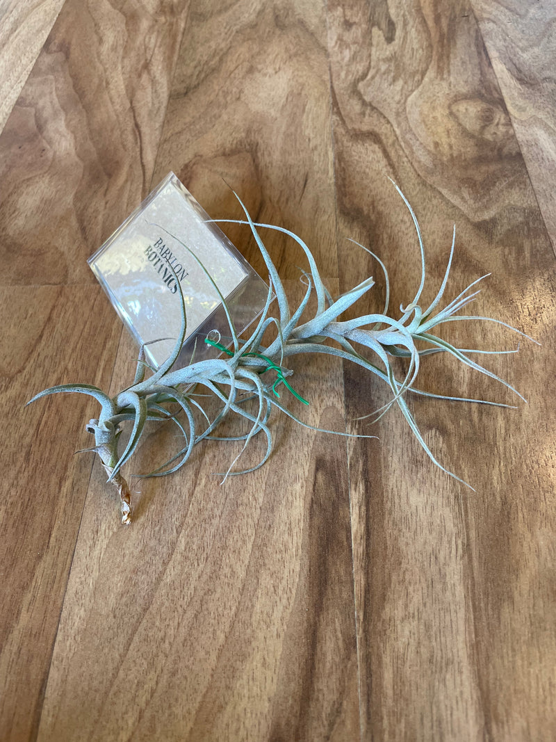 Tillandsia Incarnata  - Loose Plant