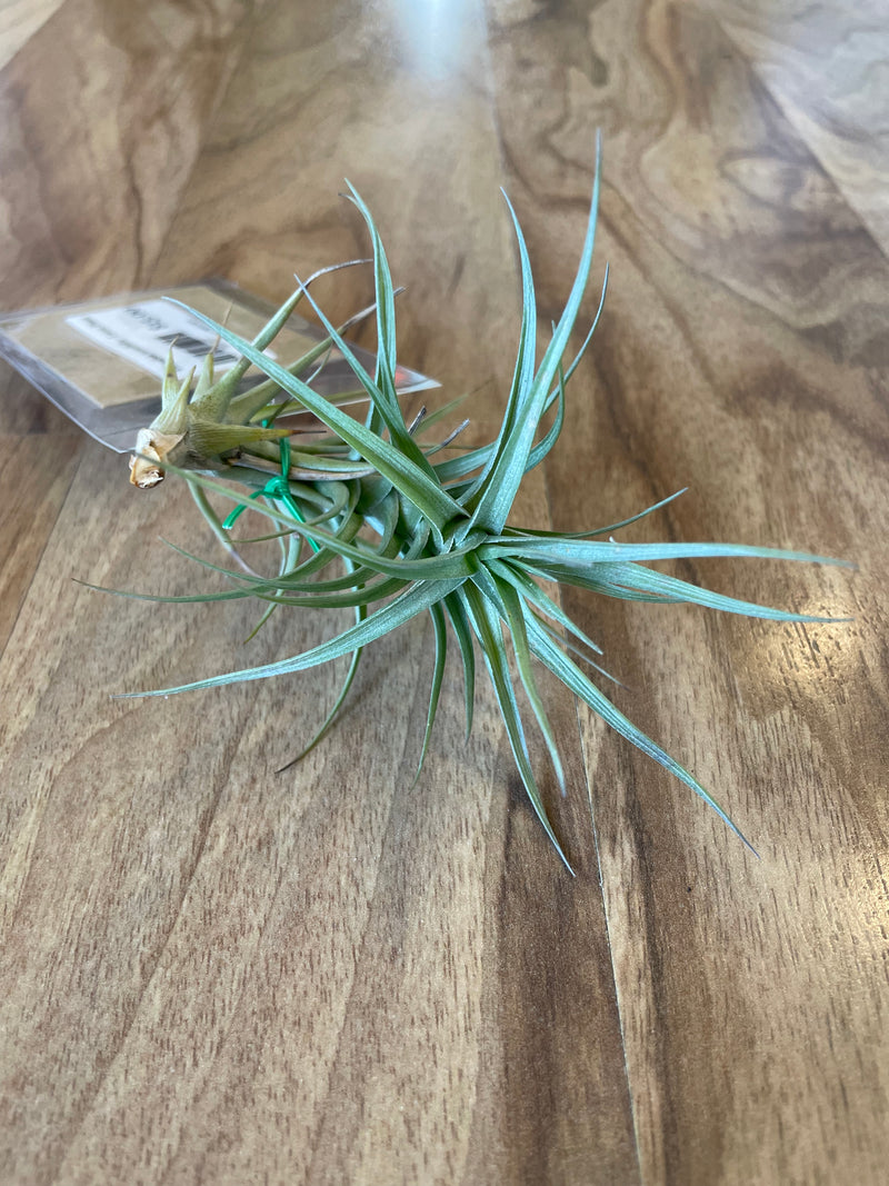 Tillandsia tenuifolia - Loose Plant