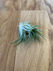 Tillandsia Tutti Frutti  - Loose Plant