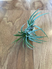 Tillandsia Tutti Frutti  - Loose Plant