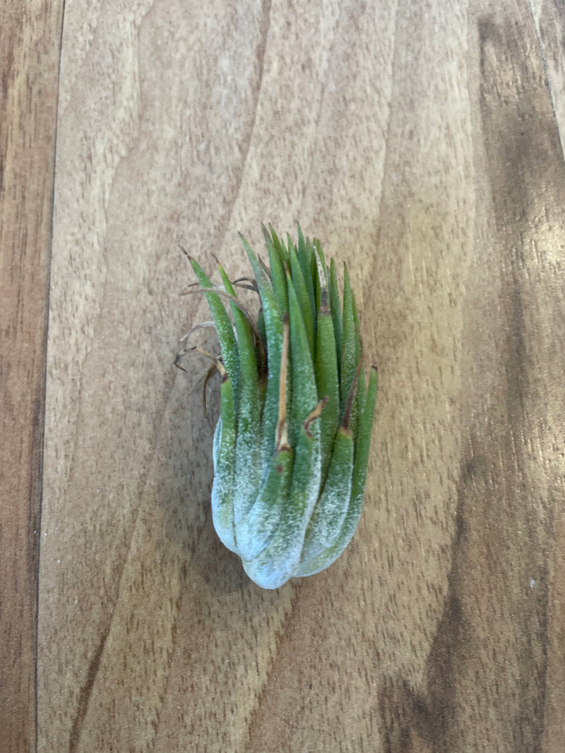 Tillandsia Ionantha Peanut  - Loose Plant