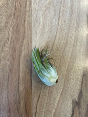 Tillandsia Ionantha Peanut  - Loose Plant