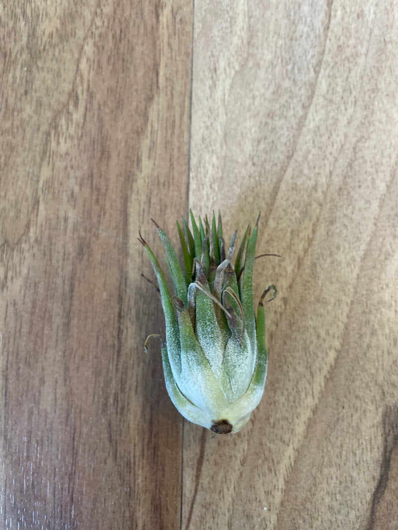 Tillandsia Ionantha Peanut  - Loose Plant