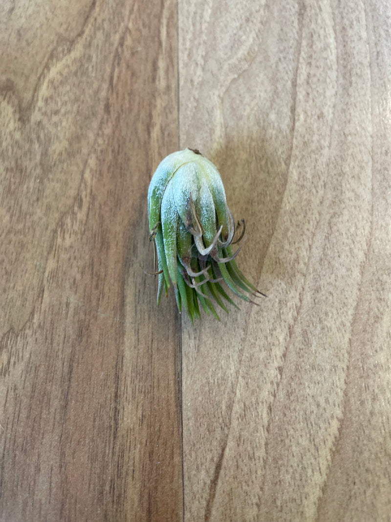 Tillandsia Ionantha Peanut  - Loose Plant