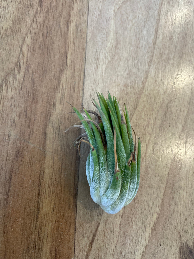 Tillandsia Ionantha Peanut  - Loose Plant