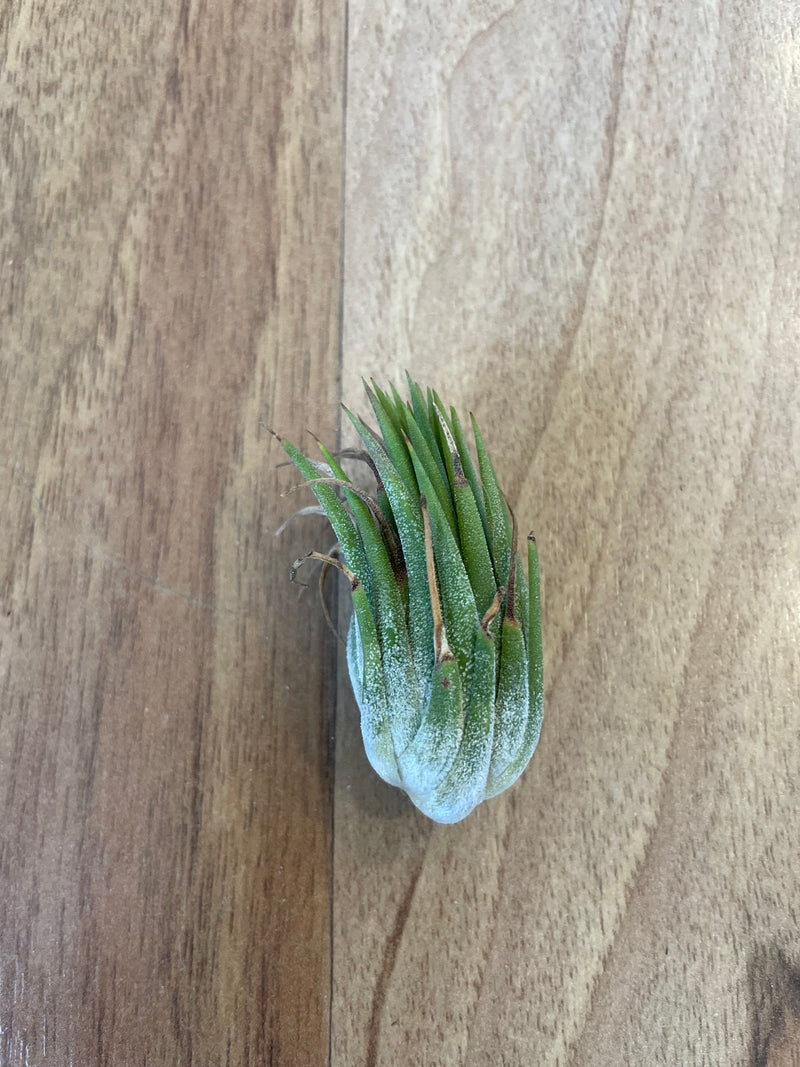 Tillandsia Ionantha Peanut  - Loose Plant