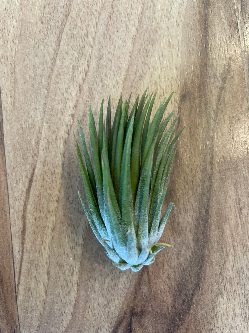 Tillandsia Ionantha Peanut  - Loose Plant