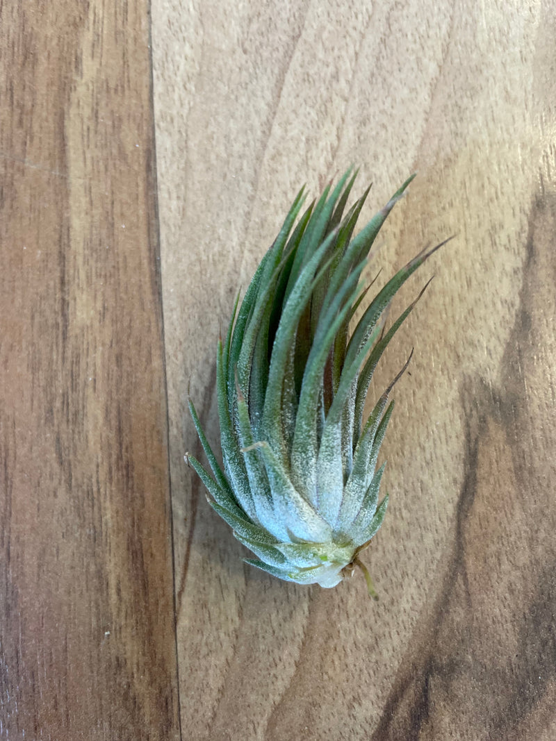 Tillandsia Ionantha Peanut  - Loose Plant