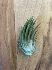 Tillandsia Ionantha Peanut  - Loose Plant