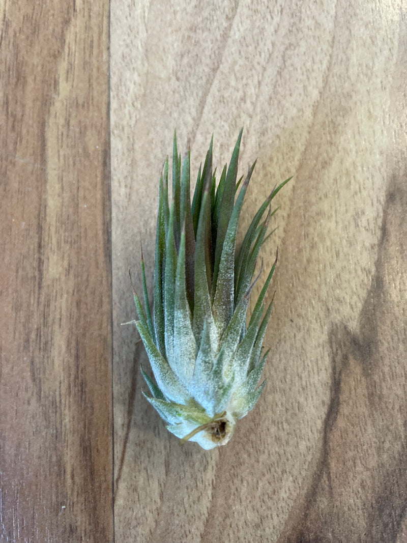 Tillandsia Ionantha Peanut  - Loose Plant