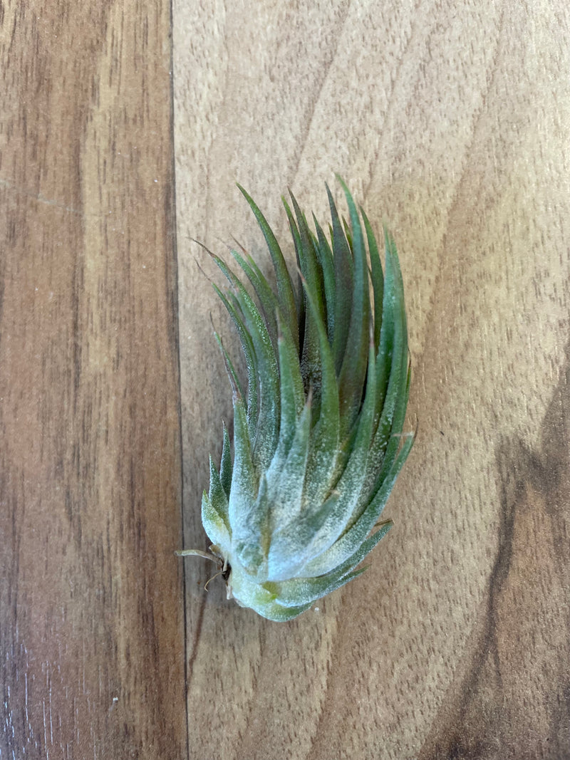 Tillandsia Ionantha Peanut  - Loose Plant