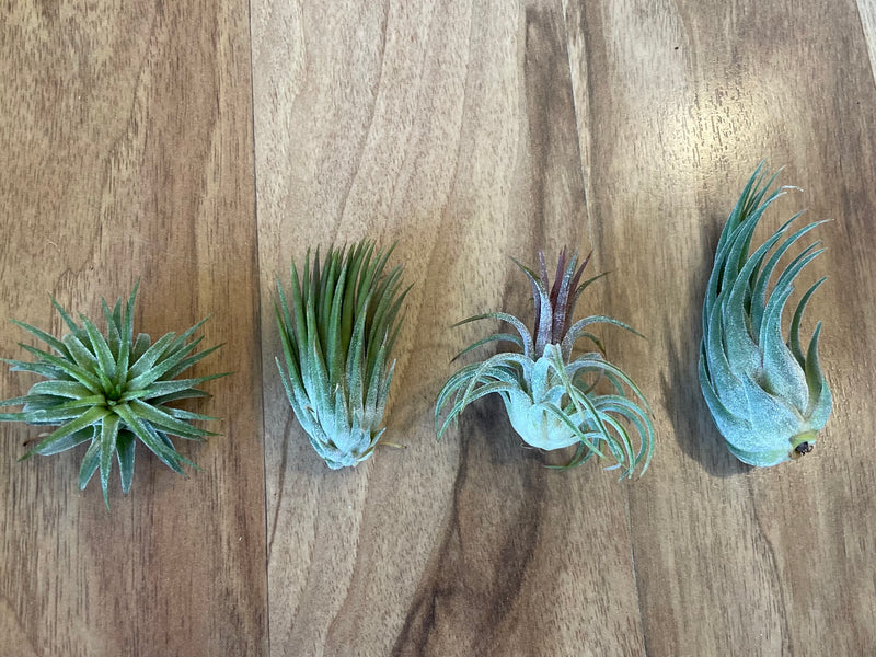 Tillandsia Ionantha Peanut  - Loose Plant