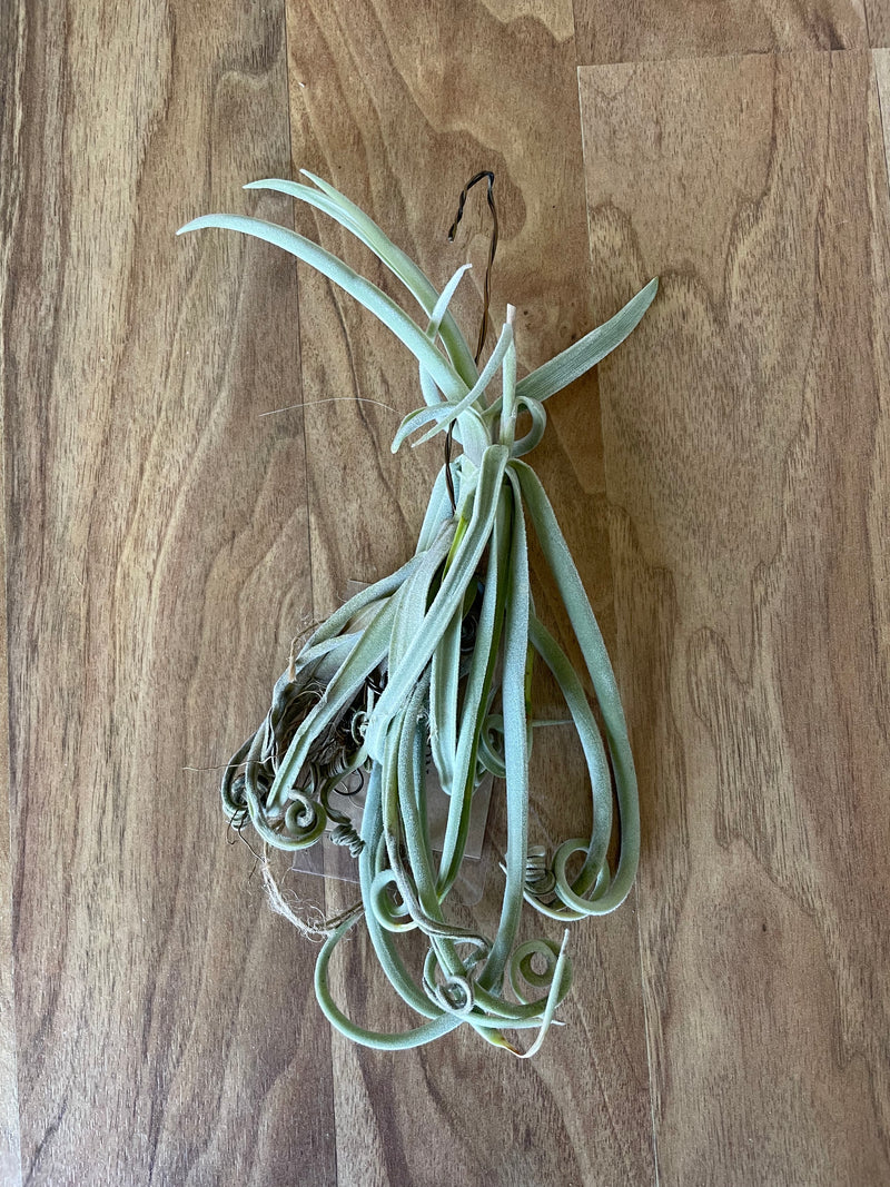 Tillandsia Duratii - Loose Plant