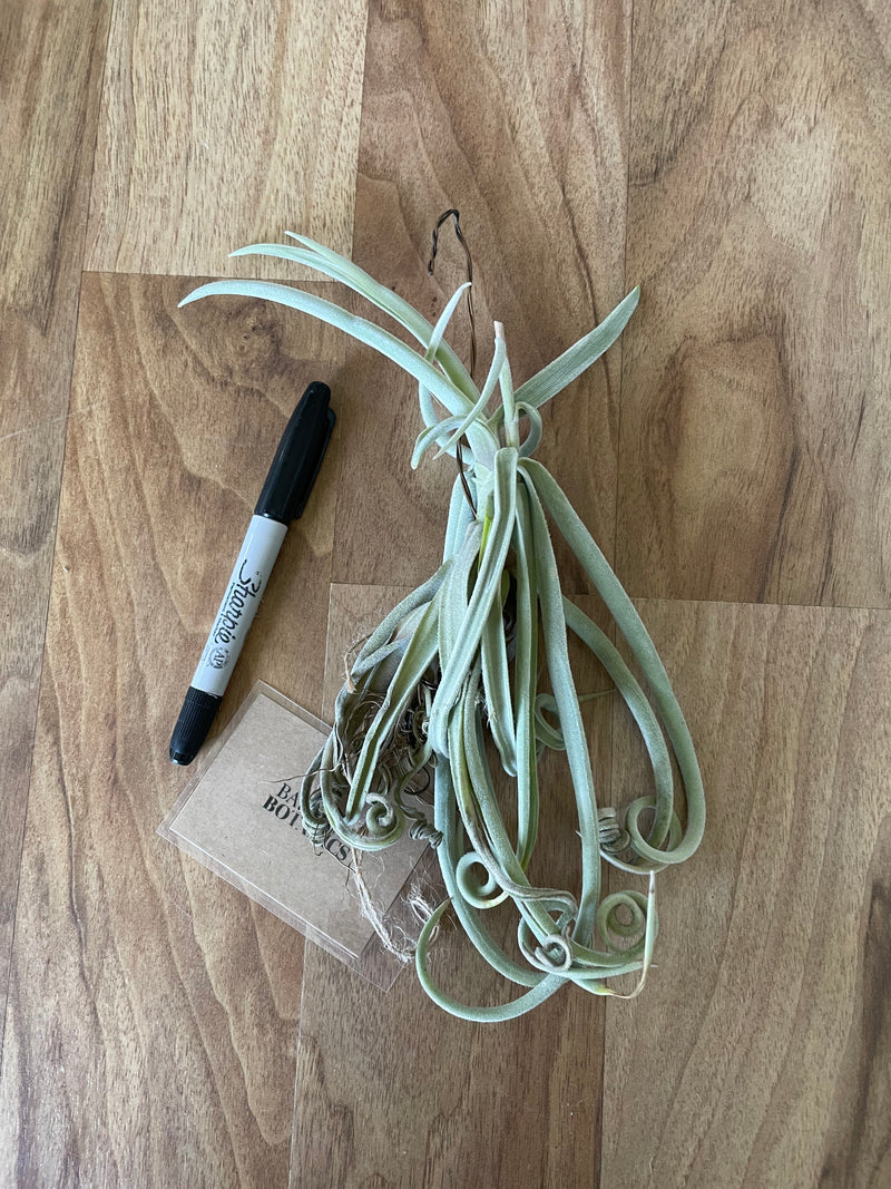 Tillandsia Duratii - Loose Plant