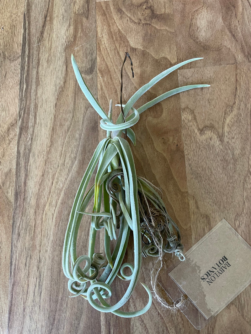 Tillandsia Duratii - Loose Plant