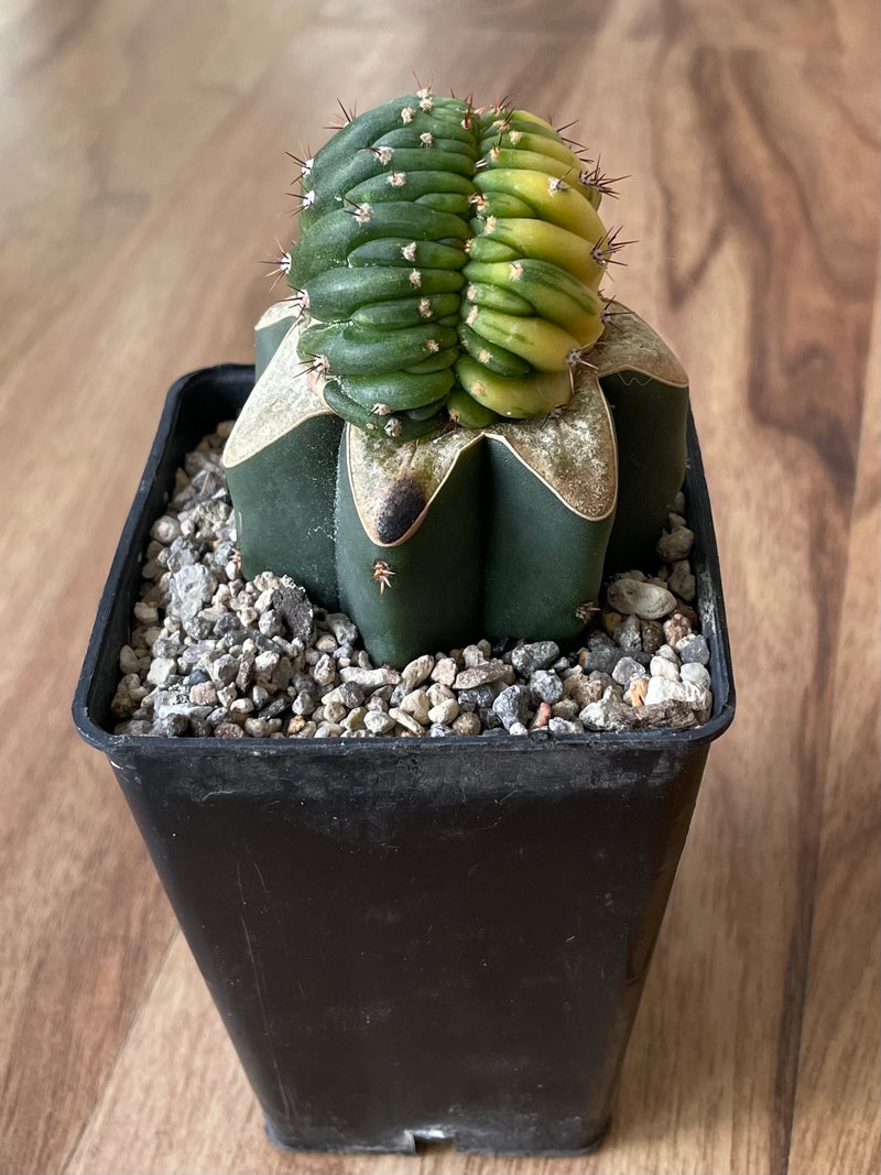 Trichocereus Pachanoi Cristata Variegata