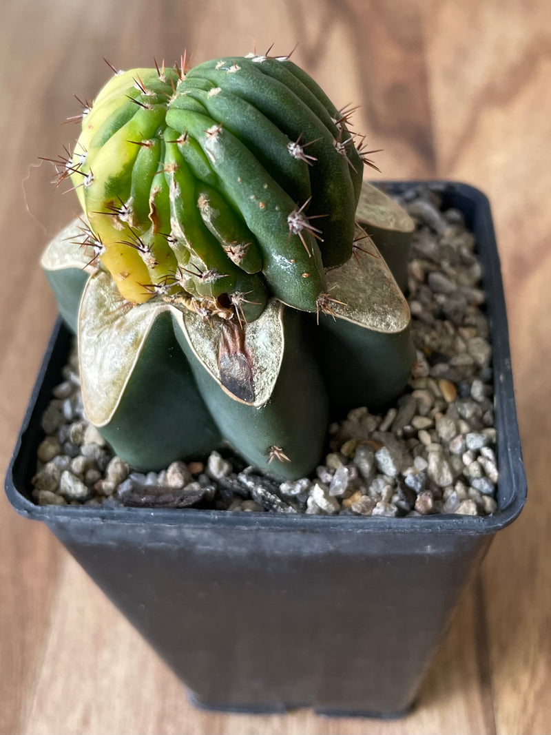 Trichocereus Pachanoi Cristata Variegata