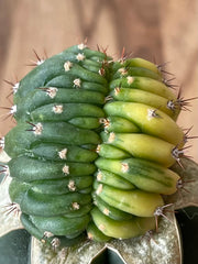 Trichocereus Pachanoi Cristata Variegata