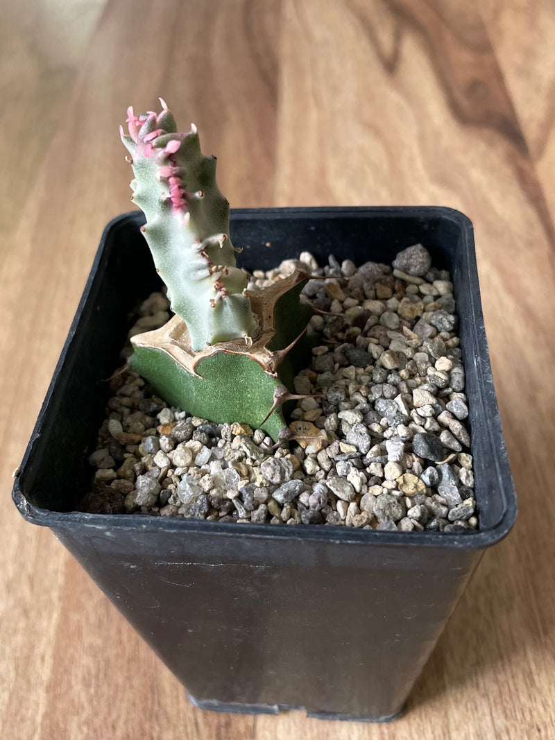 Grafted Euphorbia Lactea - variegata cristata