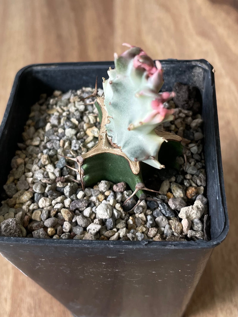 Grafted Euphorbia Lactea - variegata cristata