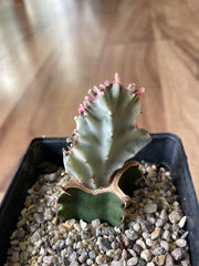 Grafted Euphorbia Lactea - variegata cristata