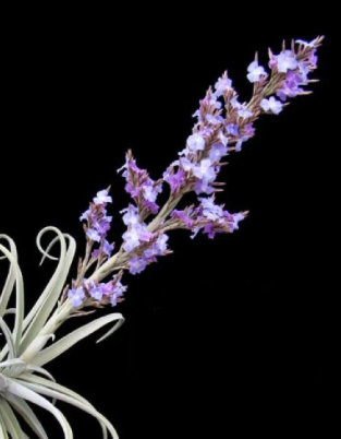 Tillandsia Duratii - Loose Plant