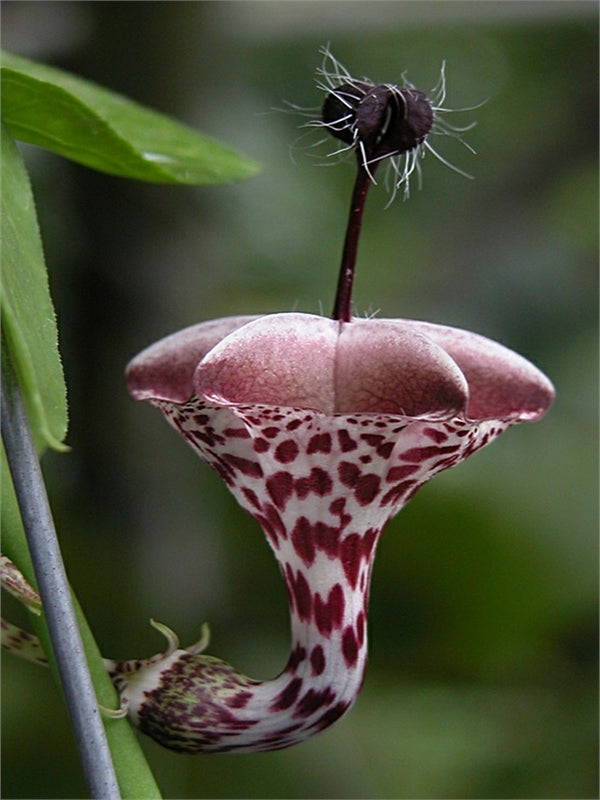 Ceropegia haygarthii (Lantern Flower)