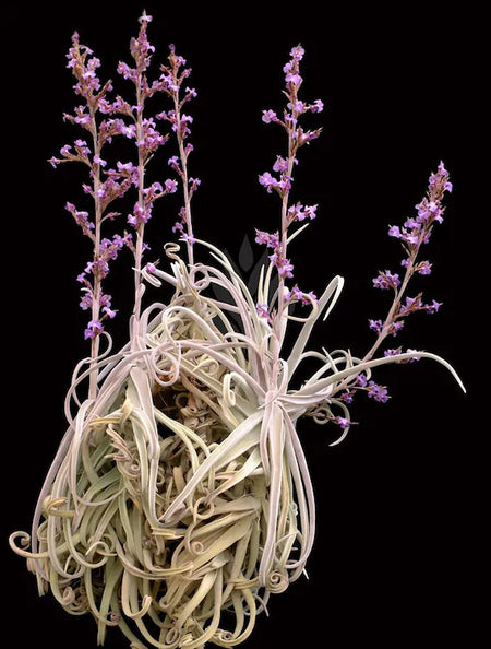 Tillandsia Duratii - Loose Plant