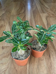 Small Adenium Obesum