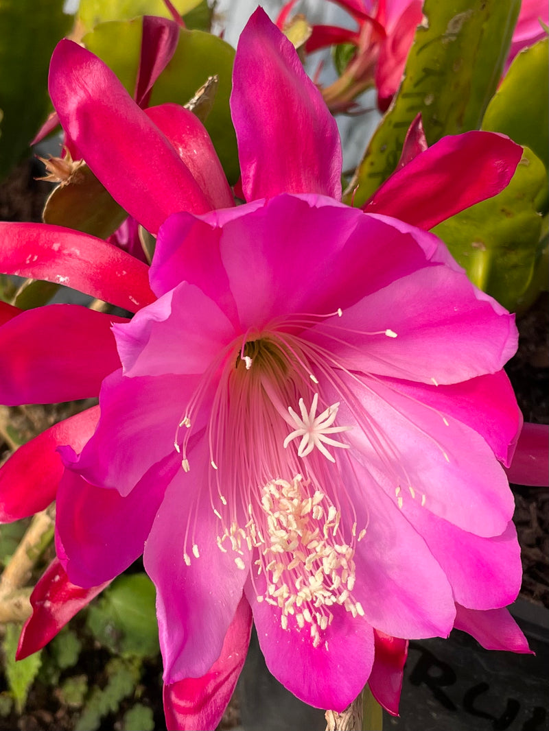 Epiphyllum - Maiden Erleigh