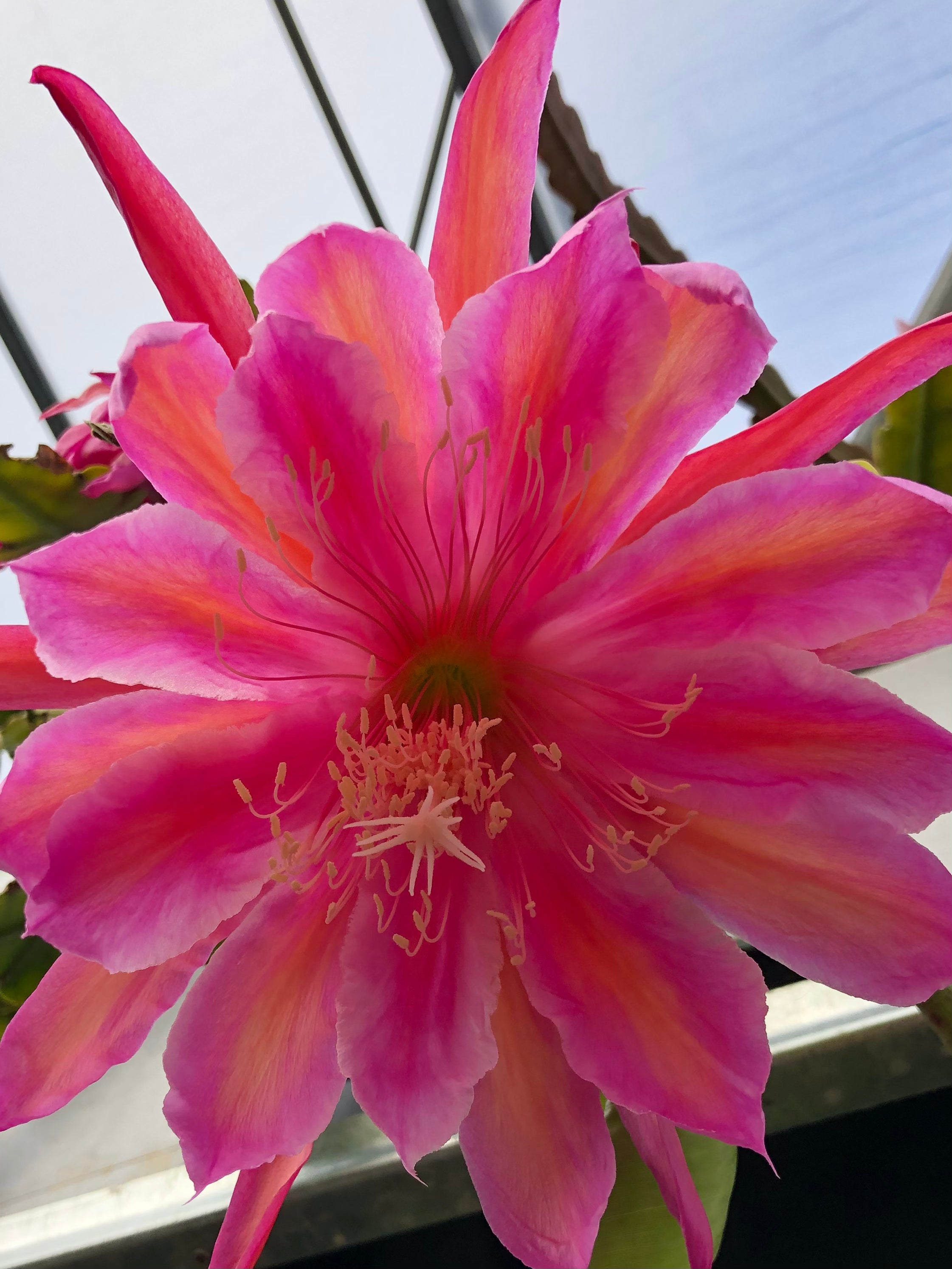 Epiphyllum - Monastery Gardens