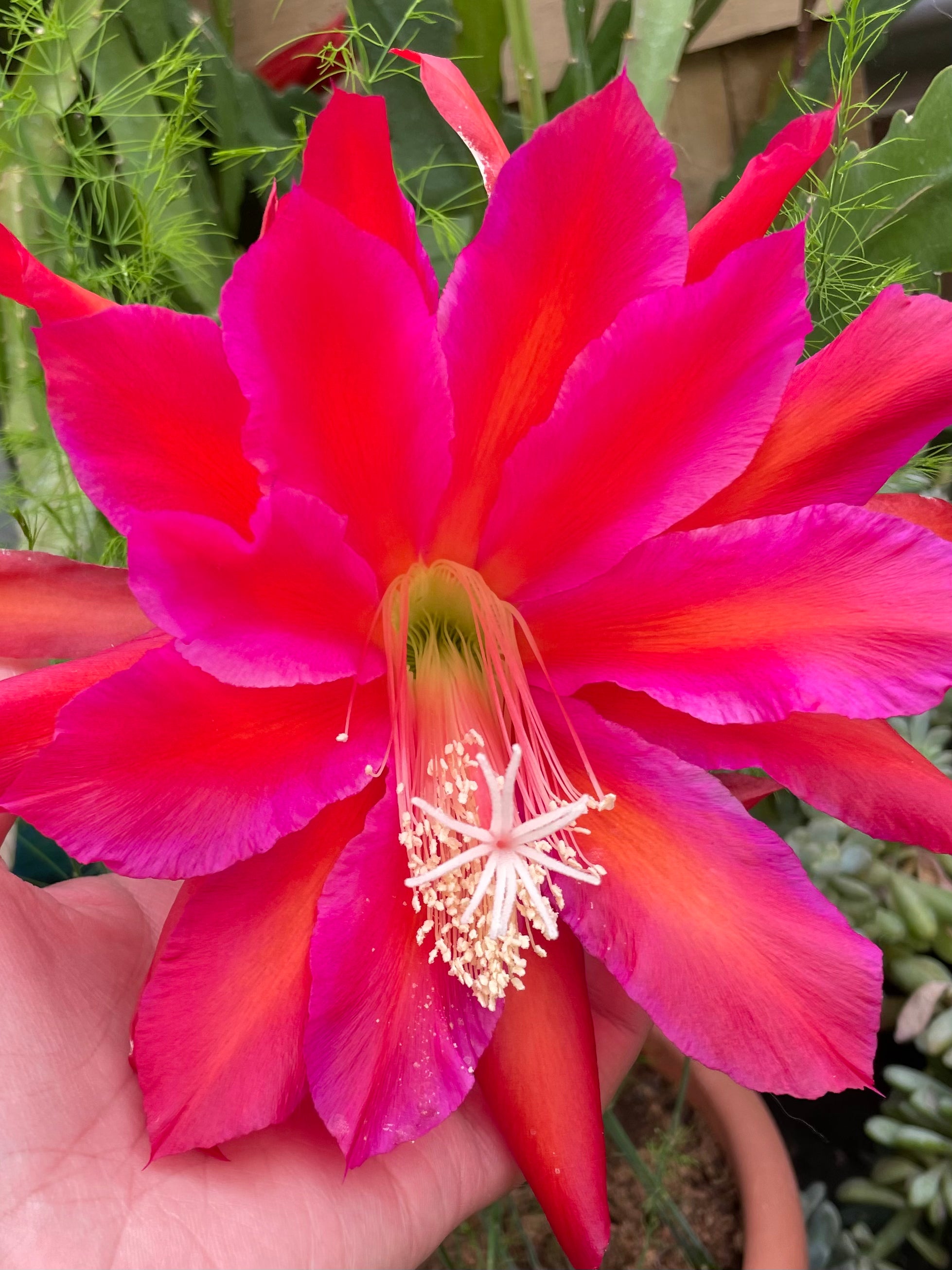 Epiphyllum - Norwood