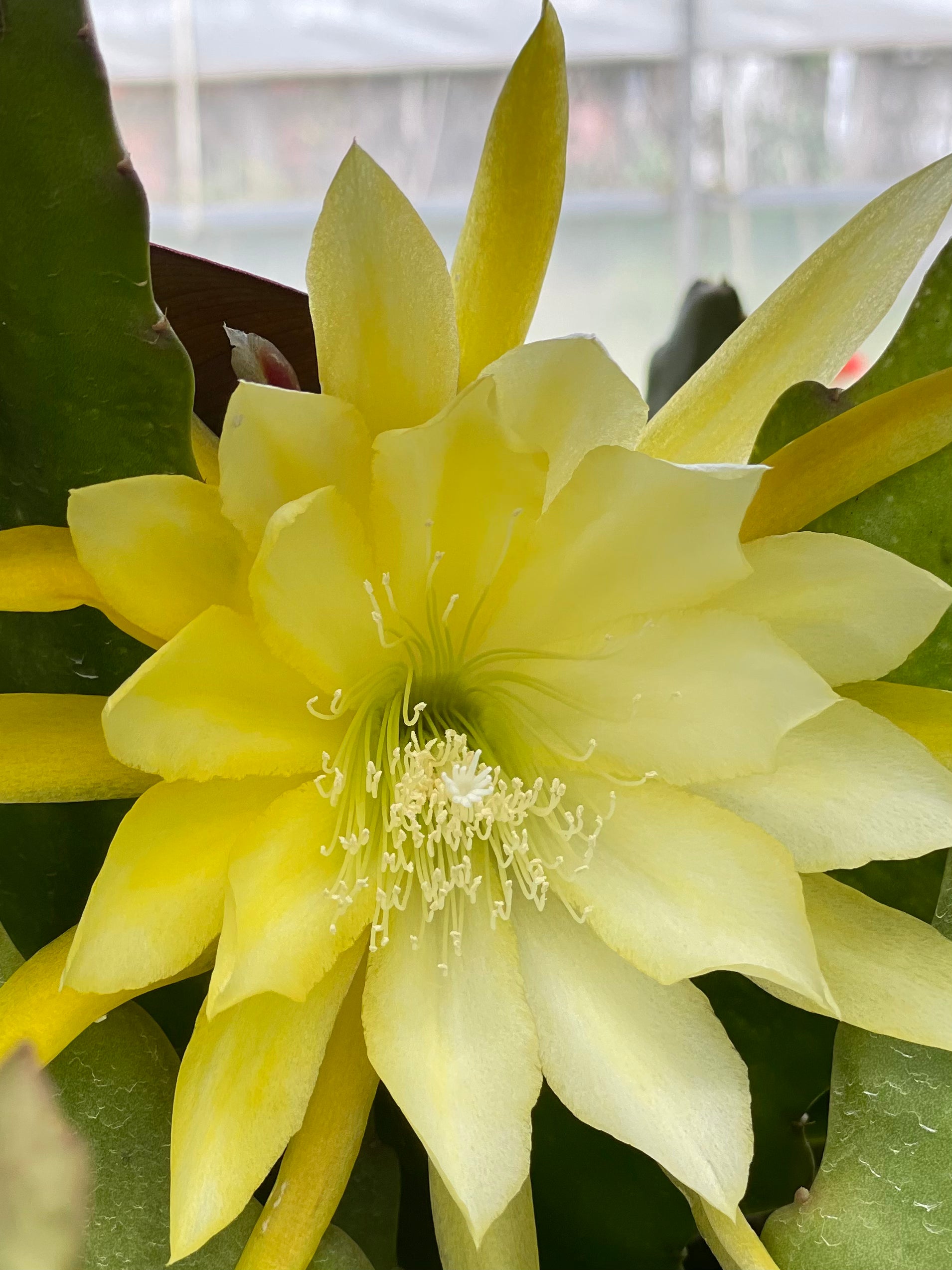 Epiphyllum - Ernest William Angus