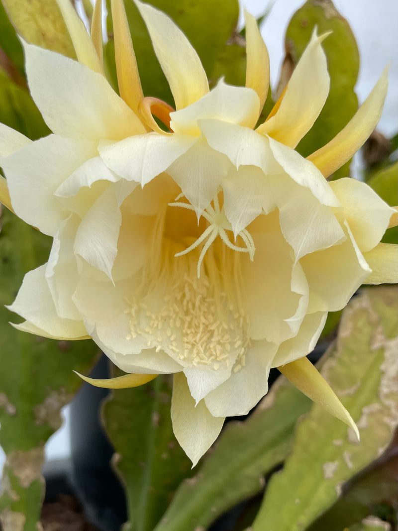 Epiphyllum - Waterlily