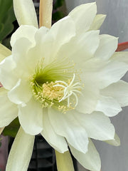 Epiphyllum - NOID White