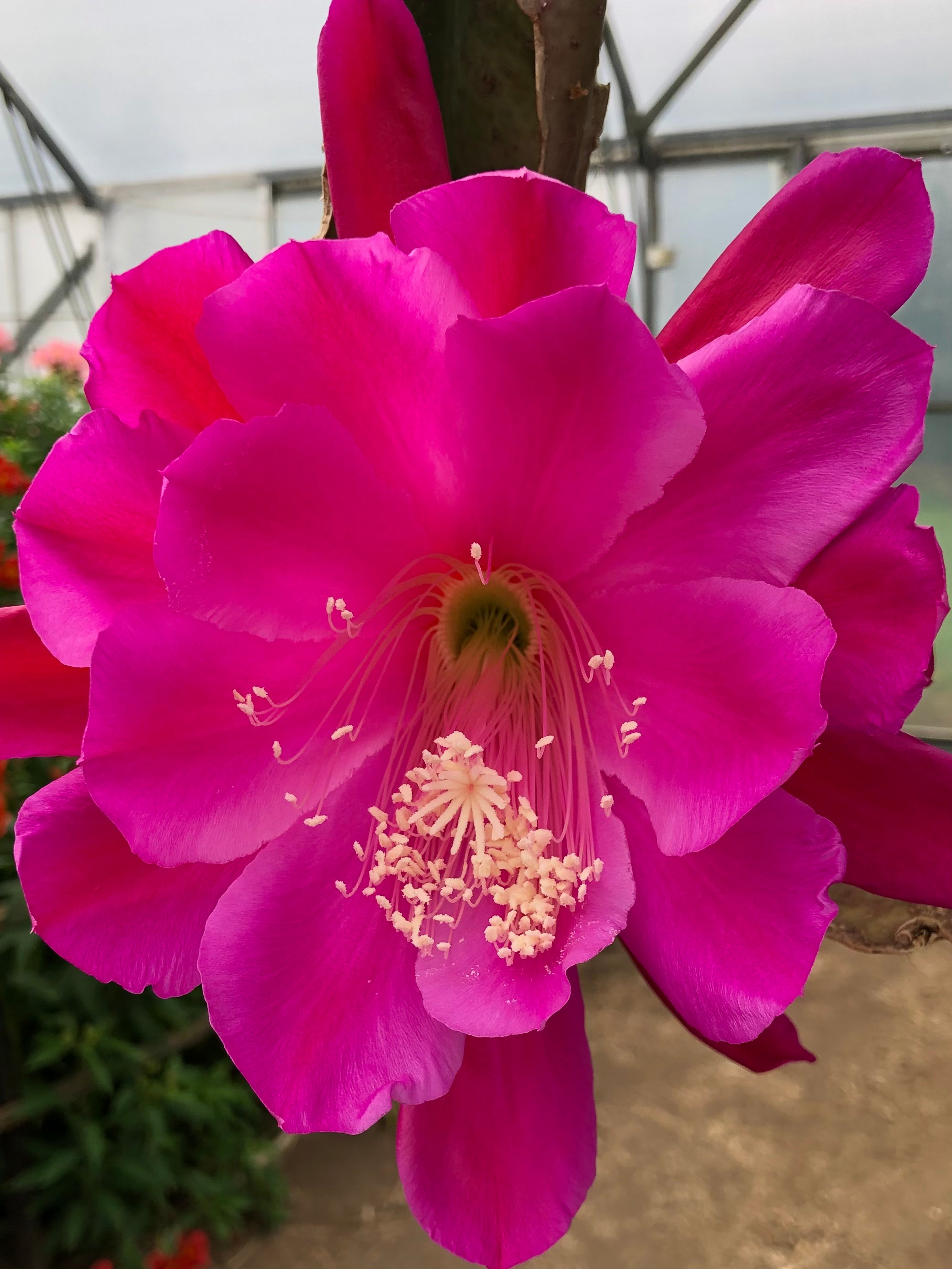 Epiphyllum - Maiden Erleigh