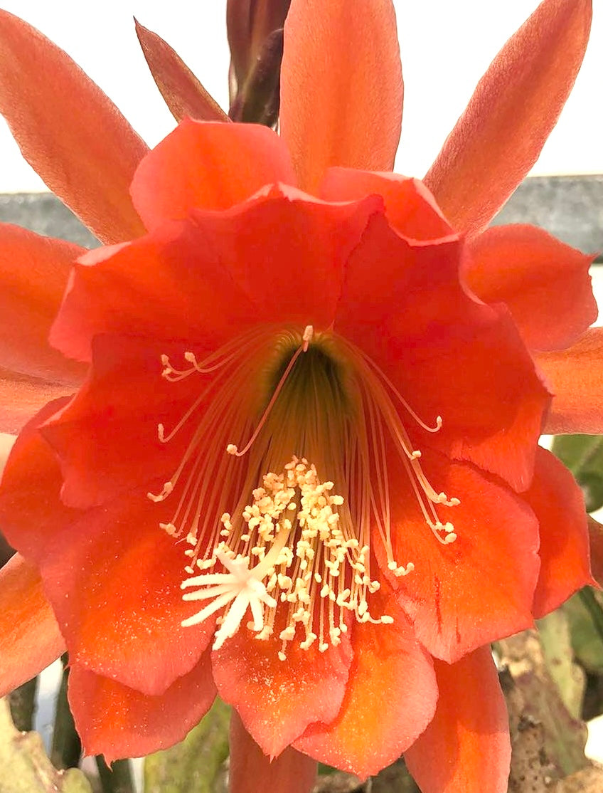 Epiphyllum - Brown Bear