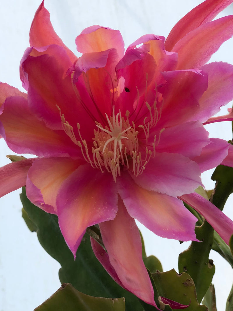 Epiphyllum - Monastery Gardens