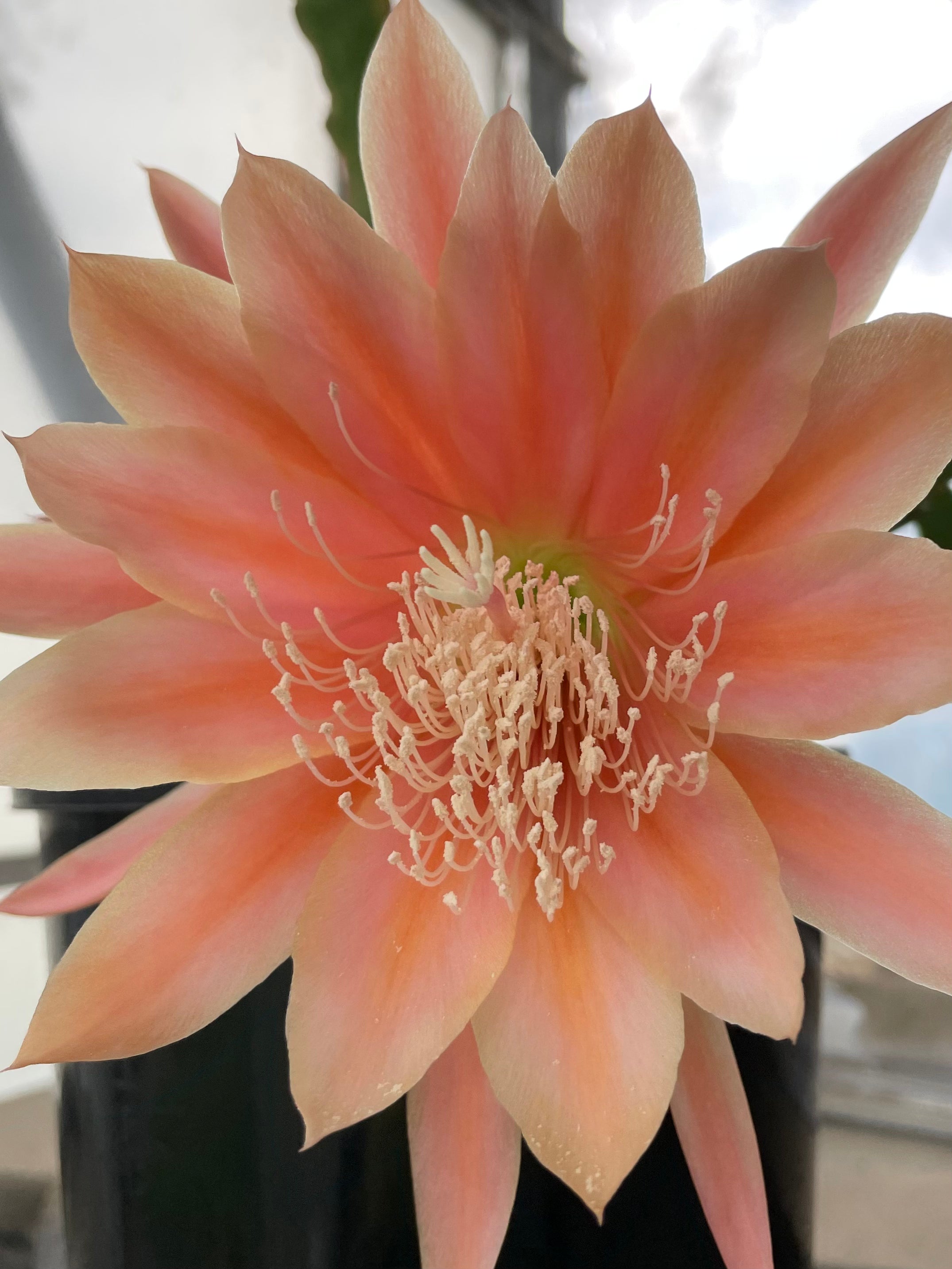 Epiphyllum - King Midas