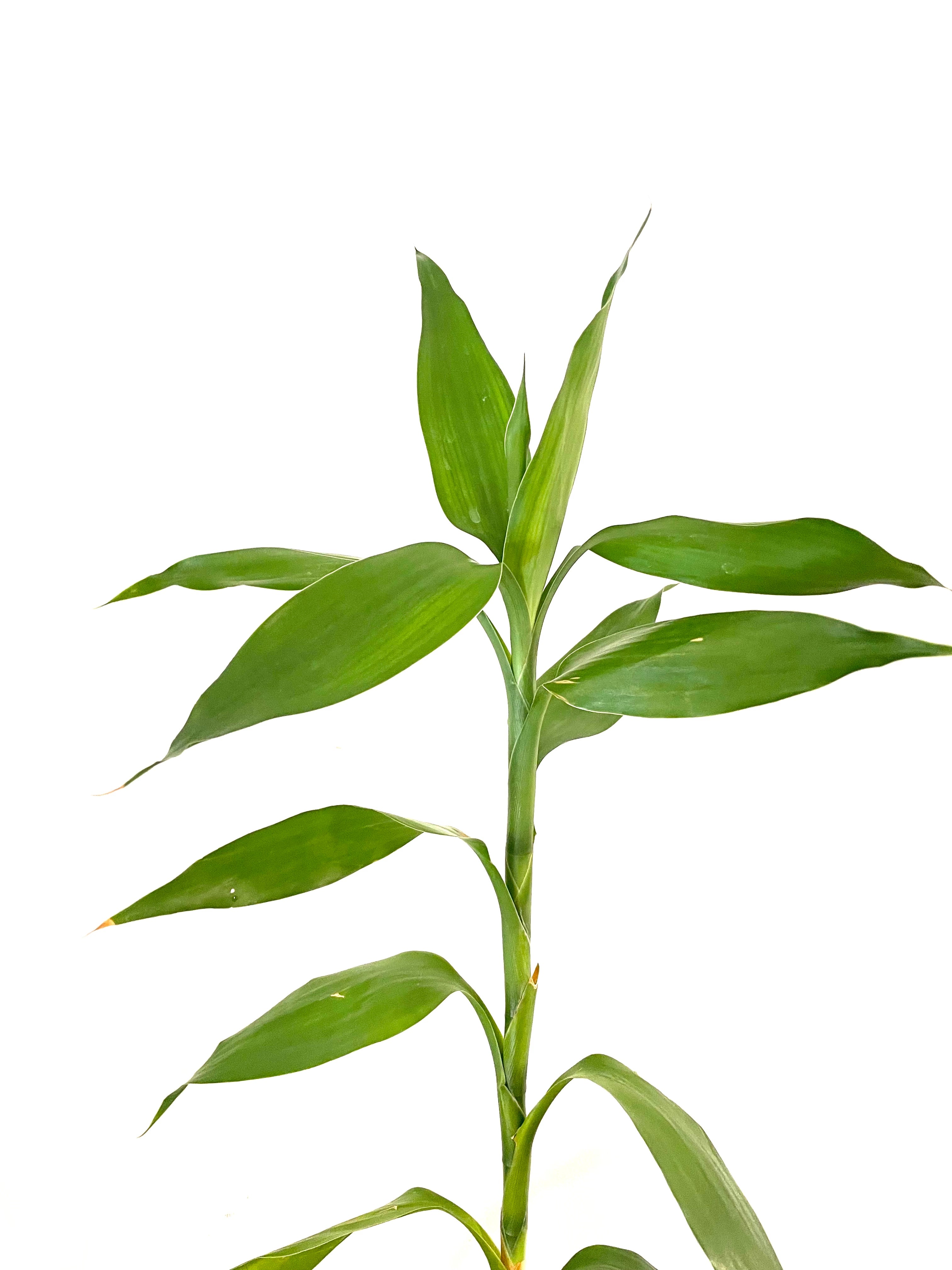 Lucky Bamboo - Green