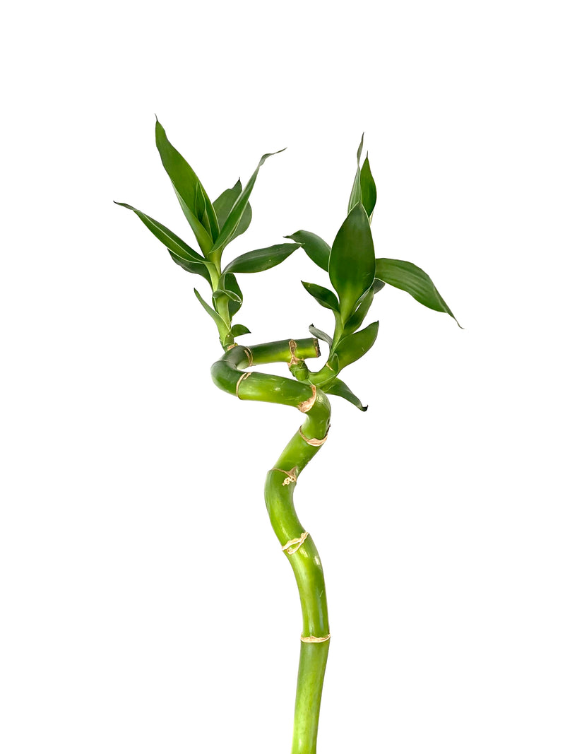 lucky bamboo plant nz Lucky Bamboo - Curly