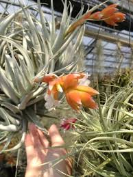 Tillandsia recurvifolia v. Subsecundifolia